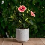 Hibiscus-Plant-home-and-gifting