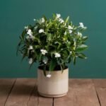Jasmine-home-and-gifting-