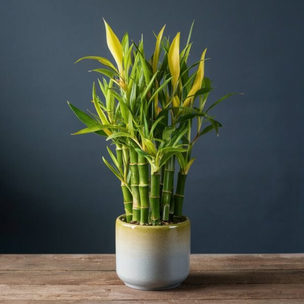 Lucky Bamboo (Gift)