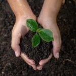 office-plants